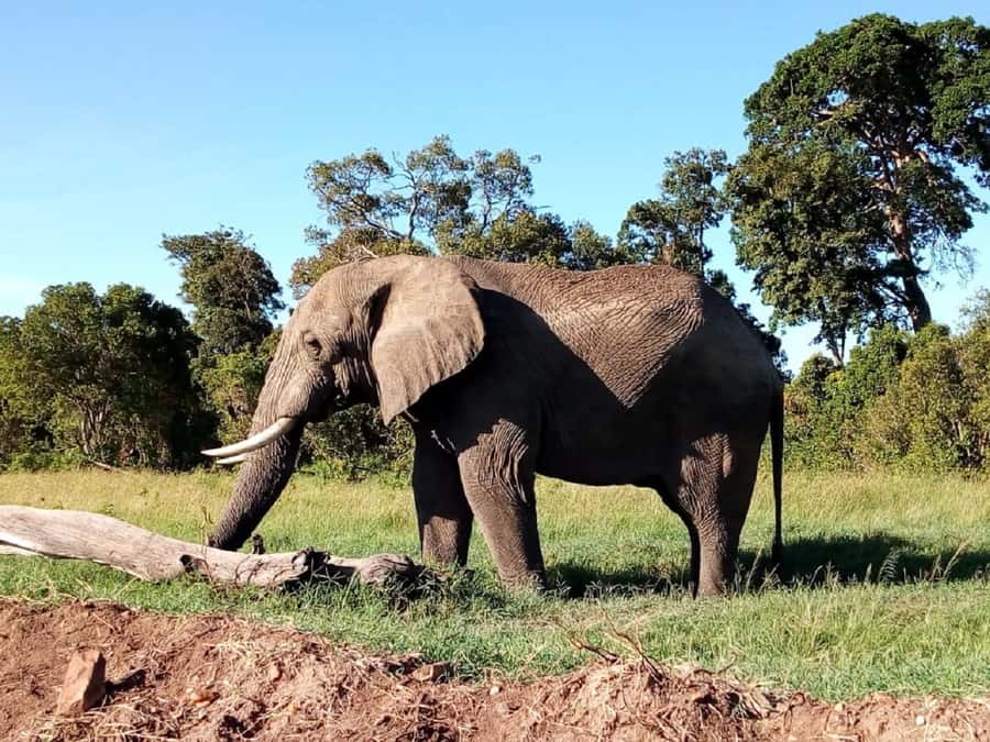 Tsavo East National Park: 2-Day Tour from Mombasa - How much wildlife can you expect?