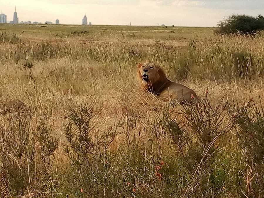 Tsavo East National Park: 2-Day Tour from Mombasa - Should you book it?