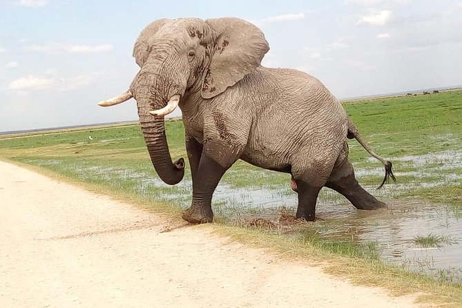 Tsavo East & west, Amboseli 5days from Mombasa - Day 1: Tsavo East and Voi Safari Lodge
