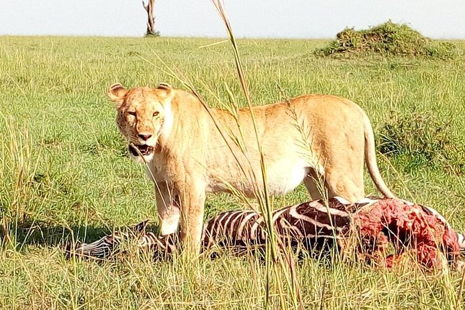 Tsavo East & west, Amboseli 5days from Mombasa - Day 3: The long transfer to Amboseli