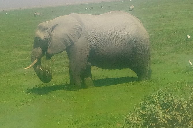 Tsavo East & west, Amboseli 5days from Mombasa - The private format and day-to-day comfort