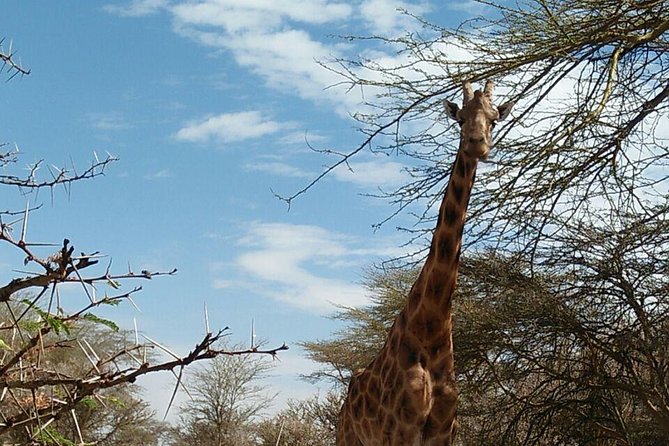 Tsavo East & west, Amboseli 5days from Mombasa - Day 2: Mzima Springs and Tsavo West