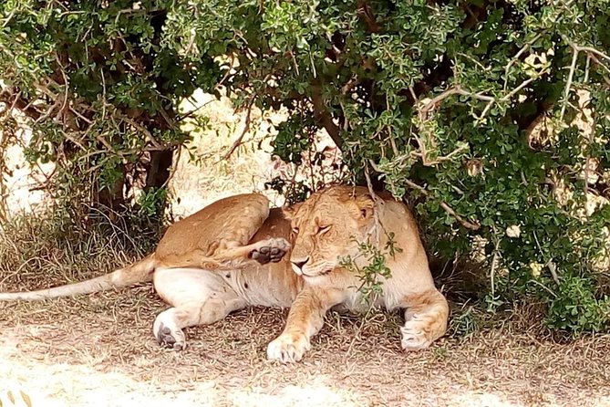 Tsavo National Park Small group Day trip - Why this Tsavo day trip works for short stays