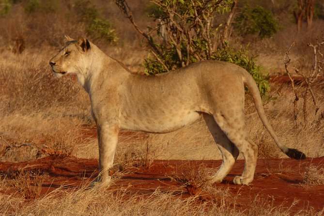 Tsavo National Park Small group Day trip - What to wear and bring