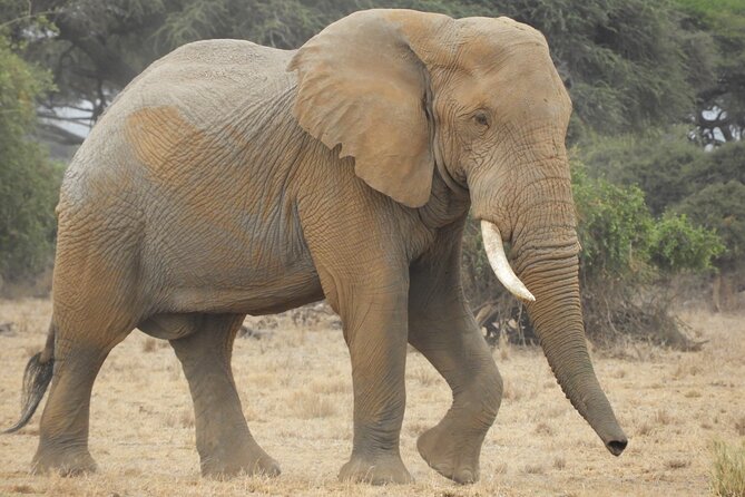 Two Nights (Mid-Range) Amboseli safari - Tented Camp Nights: Simple, Covered, and Practical