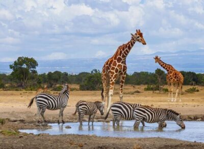 Ultimate 12 Days Private Safari Tour in Kenya and Tanzania