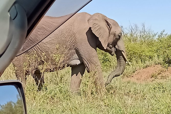 Vegans special safari - Ol Pejeta combines wildlife with conservation lessons