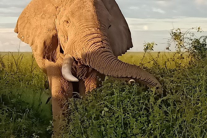 Vegans special safari - Tsavo East closes the safari with red elephants