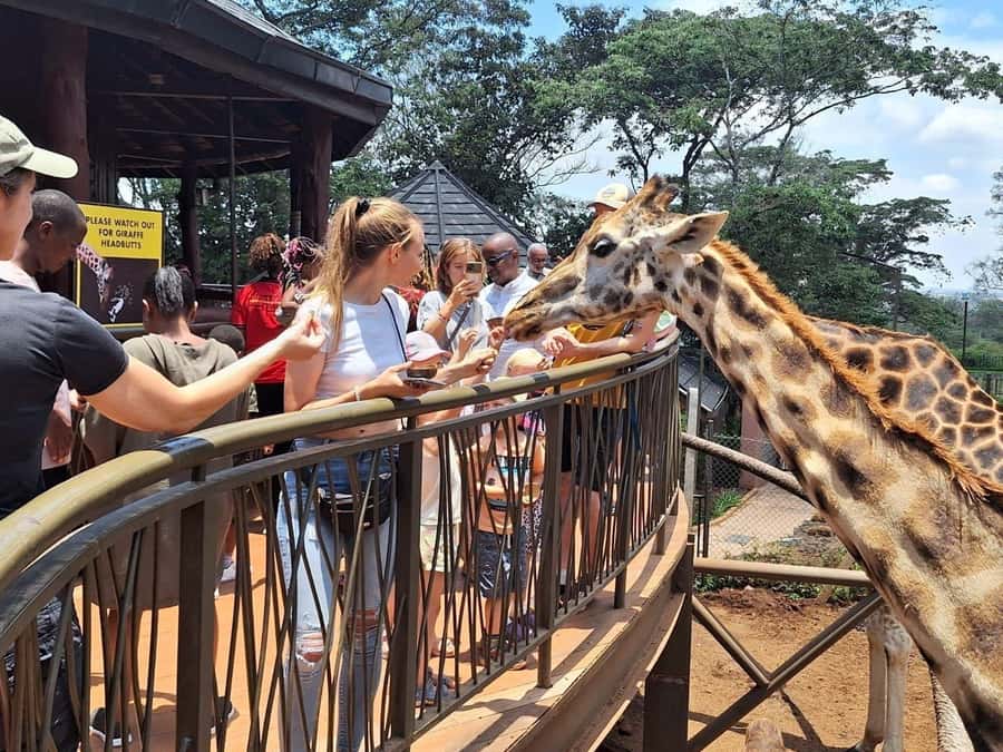Visit to the Giraffe Centre - Key points to know before you book