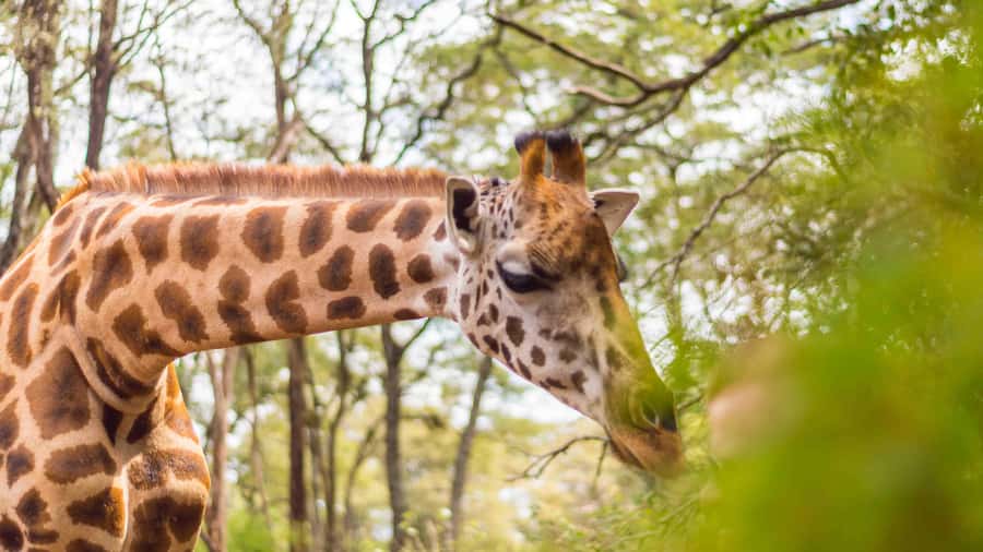 Visit to the Giraffe Centre - Why the conservation story matters