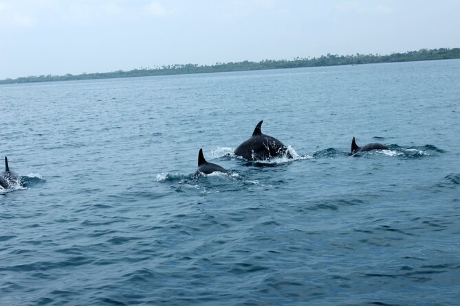 Wasini Day Tour - Lunch with an ocean view
