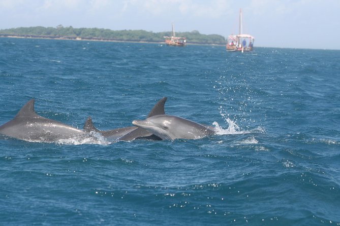 Wasini Dolphin Day Trip - Key points at a glance