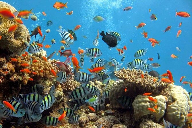 Wasini Dolphin Snorkeling - My booking advice