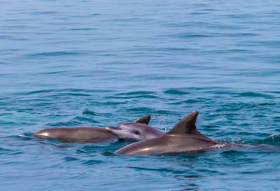 Wasini Island: Dolphin Spotting & Snorkel at Kisite Mpunguti - Why Kisite Mpunguti makes this a full-day outing