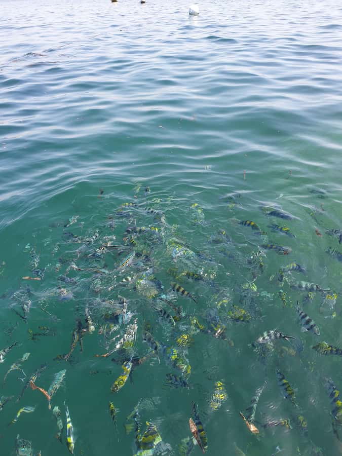 WATAMU: MALINDI: SARDEGNA ISLAND & MALINDI MARINE PARK - Should you book the Sardegna 2 Island and Marine Park trip?