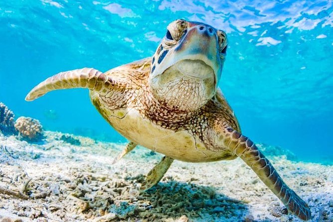 Watamu Marine Park & Sudi Island Mangrove Forest Canoe Ride.With sea food lunch - Seafood lunch beside the island