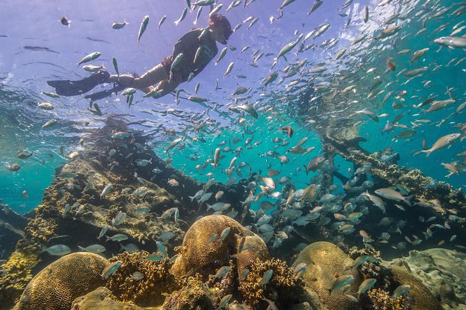 Watamu Marine Park & Sudi Island Mangrove Forest Canoe Ride.With sea food lunch - How the $101.05 price works out
