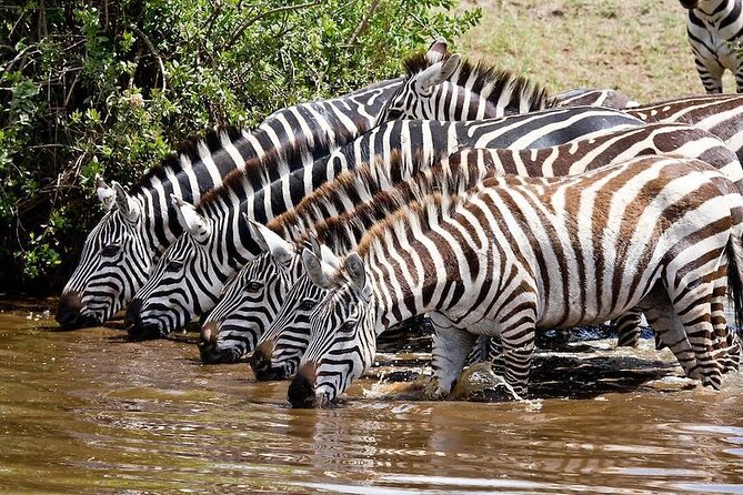 Wildebeest Migration in Masai Mara and Sightseeing 4 Days Tour - Day 1: Nairobi to the Masai Mara